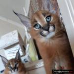 sprzedaż kociąt serval i caracal