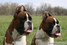 100% Euro Boxers