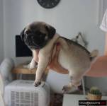 Pug puppies for sale