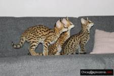 sprzedaż kociąt serval i caracal