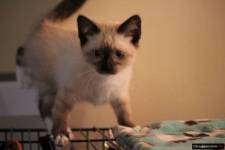 Kotek 9 tygodni - szuka domu. Adoptuj nie kupuj !!