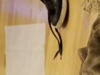 Oddam 4 miesiecznego szczeniaka rasy Doberman.