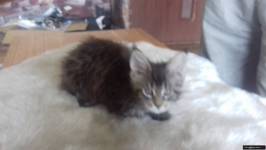 Kocieta MaineCoon