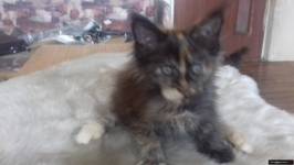 Kocieta MaineCoon