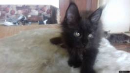 Kocieta MaineCoon
