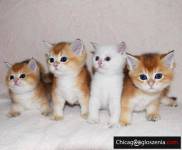 Adorable Scottish fold kittens for sale