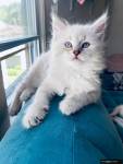 I have 4 Lynx Point Siamese kittens