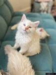 I have 4 Lynx Point Siamese kittens