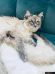 I have 4 Lynx Point Siamese kittens