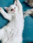 I have 4 Lynx Point Siamese kittens