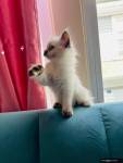 I have 4 Lynx Point Siamese kittens