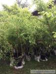 Willow corkscrew mini tree