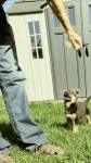 German sheperd 6 tygodni