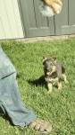 German sheperd 6 tygodni
