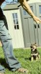German sheperd 6 tygodni