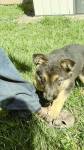 German sheperd 6 tygodni