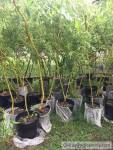 Willow corkscrew mini tree