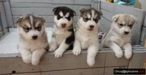 Wspaniałe niebieskie oczy Siberian Husky szczenięta na sprzedaż.