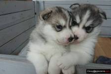 Wspaniałe niebieskie oczy Siberian Husky szczenięta na sprzedaż.