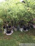 Willow corkscrew mini tree