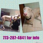 The cutest 1,5 year doberman looking for a home
