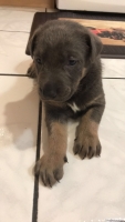 Mix doberman-shepherd
