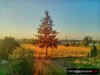 Idealna inwestycja 2 domy + zabudowania + 5h