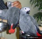 Afrykańskie papugi szare