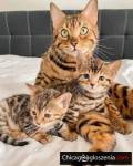 Cute Bengal kittens for sale