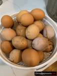 Fresh eggs - free range