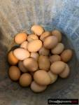 Fresh eggs - free range