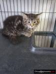Noah's Ark Animal Sanctuary, Inc. Rockford IL