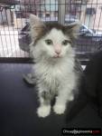 Noah's Ark Animal Sanctuary, Inc. Rockford IL