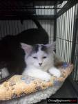 Noah's Ark Animal Sanctuary, Inc. Rockford IL