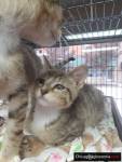 Noah's Ark Animal Sanctuary, Inc. Rockford IL