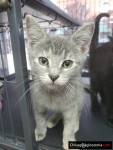 Noah's Ark Animal Sanctuary, Inc. Rockford IL