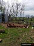 Produkt ekologiczny od Amish