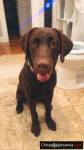 Labrador looking for new home