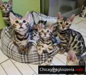 Bengal kittens for sale