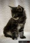 Rodowód Maine Coon Kocięta Gotowe