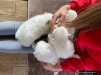 POM GOTOWY DO NOWEGO DOMU