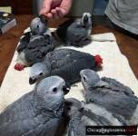 Afrykańskie papugi szare