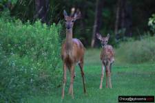 Sprzedam piękną i atrakcyjną działkę 4,03 akra z domkiem w Wisconsin