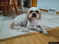Grooming dog  / Strzyżenie psów