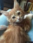 Kocieta MaineCoon