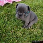 Blue French Bulldog puppies for sale
