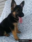 German Shepherd puppies for sale