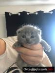 Scottish fold kittens for sale