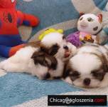 Adorable ShihTzu puppies for sale
