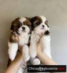 Adorable ShihTzu puppies for sale